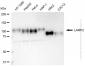 KD-Validated Anti-LAMP2 Rabbit Monoclonal Antibody